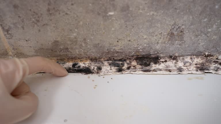 Best Comprehensive Air Testing for Mold Contaminants  in Olney, TX